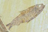 Three Fossil Fish (Knightia) - Green River Formation, Wyoming #122768-2